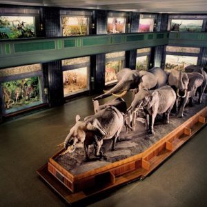 Akeley Hall of African Mammals, American Museum of Natural History, New York.