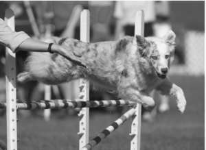 Haraway e Cayenne durante una gara di agility, foto di Richard Todd (When Species Meet, 226).